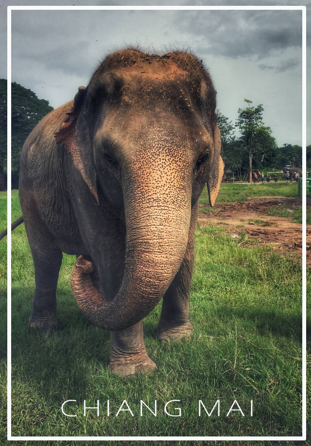 20190828二刷泰国—看大象